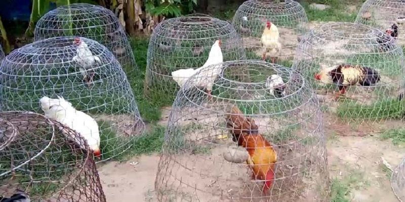 Trại gà đá Hiệp