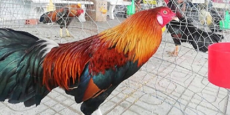 Trại gà đá Thắng Bến Tre