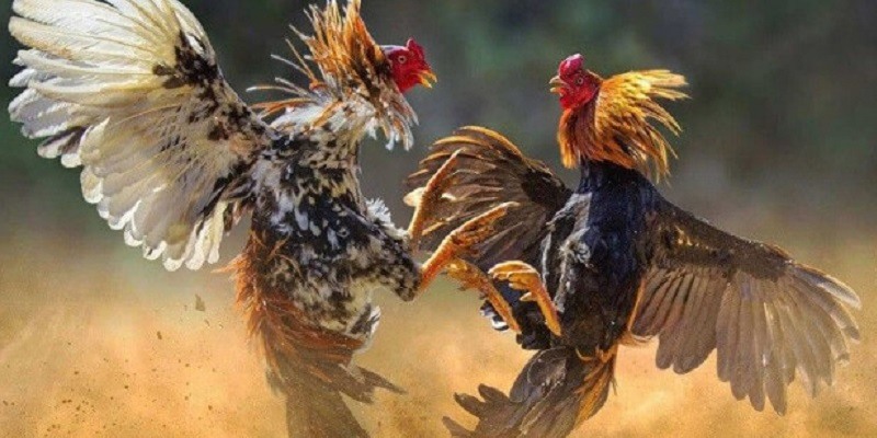 Chọn gà đá Bến Tre có ngoại hình tốt